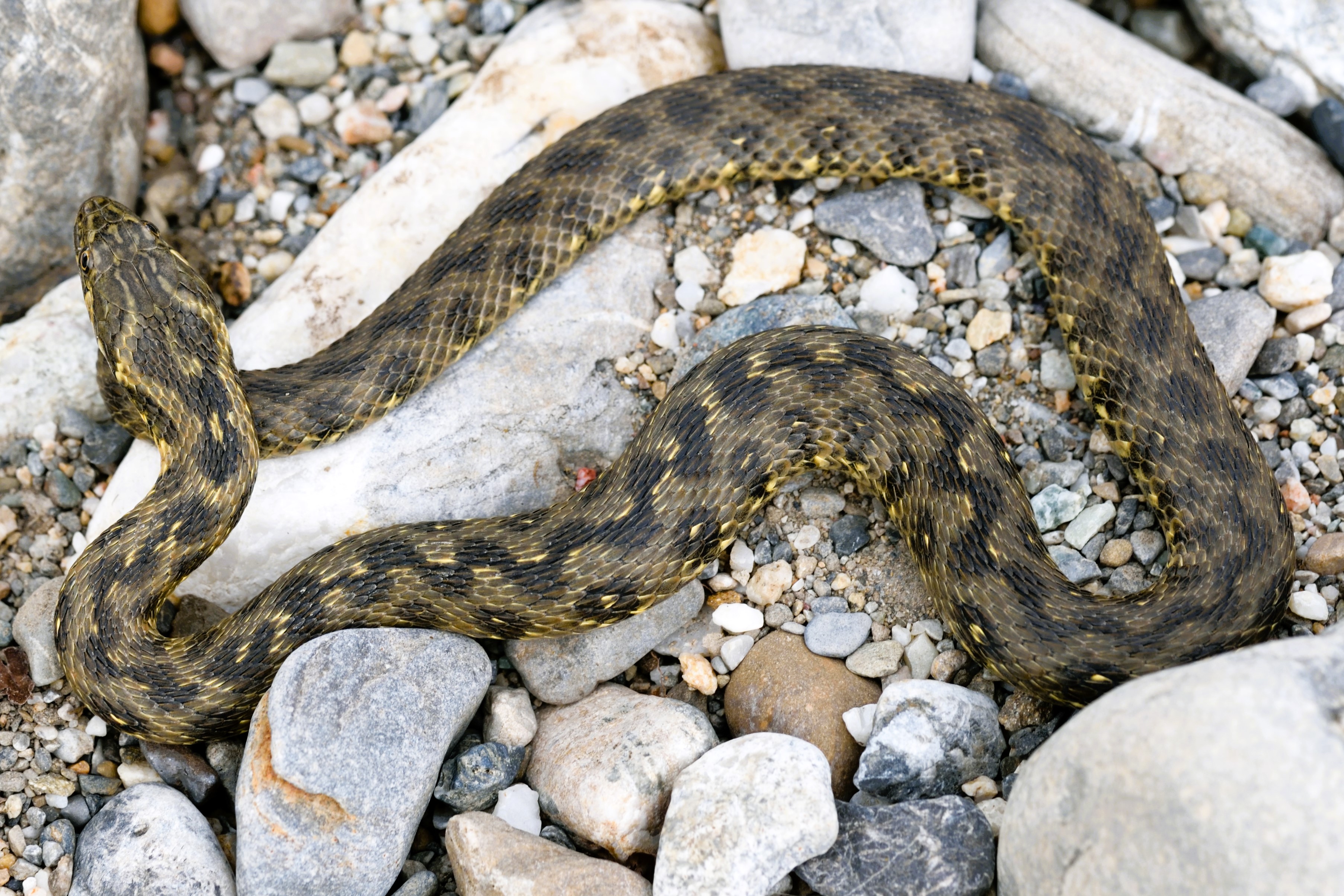 Thumbnail 5 Natrix maura