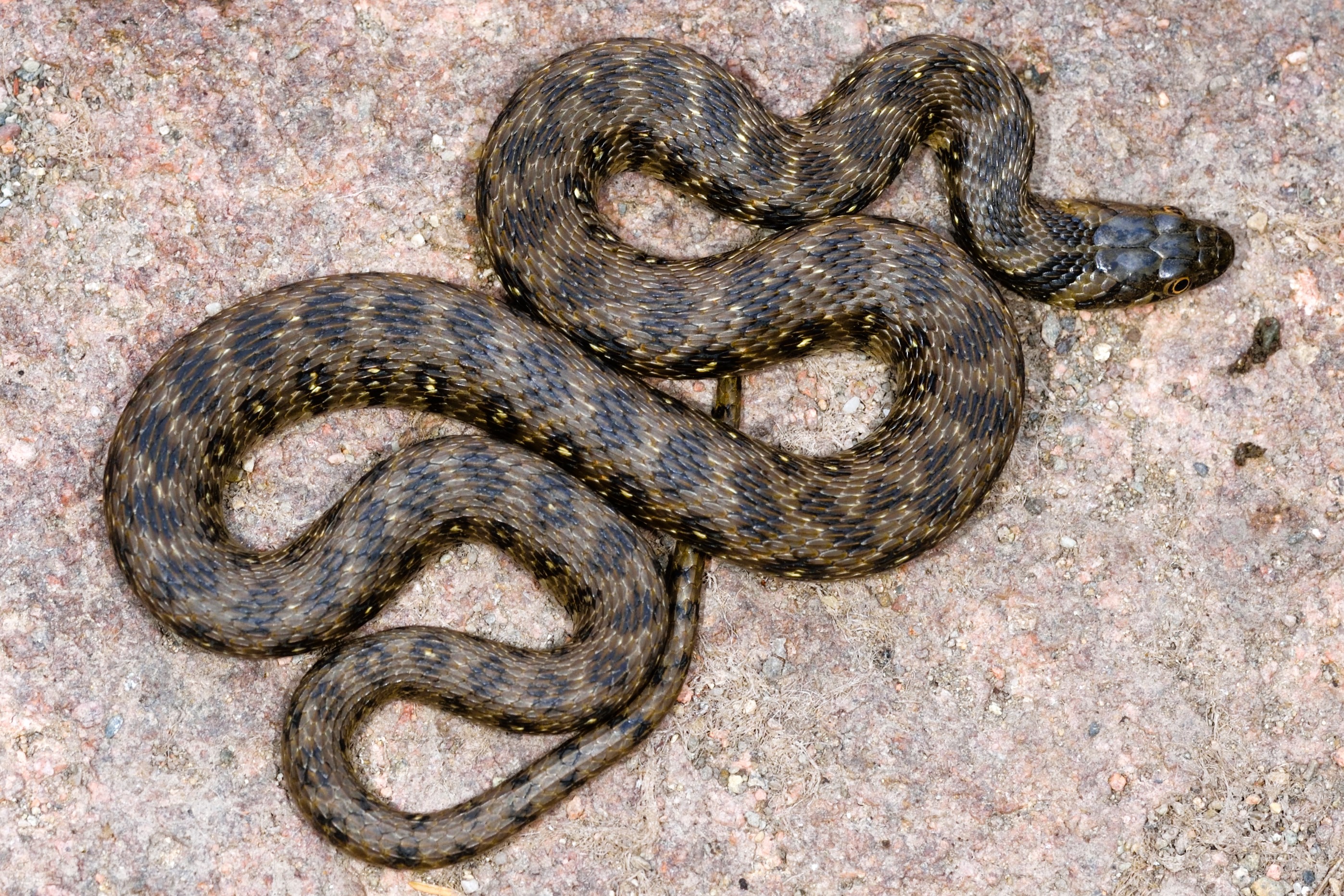 Thumbnail 7 Natrix maura