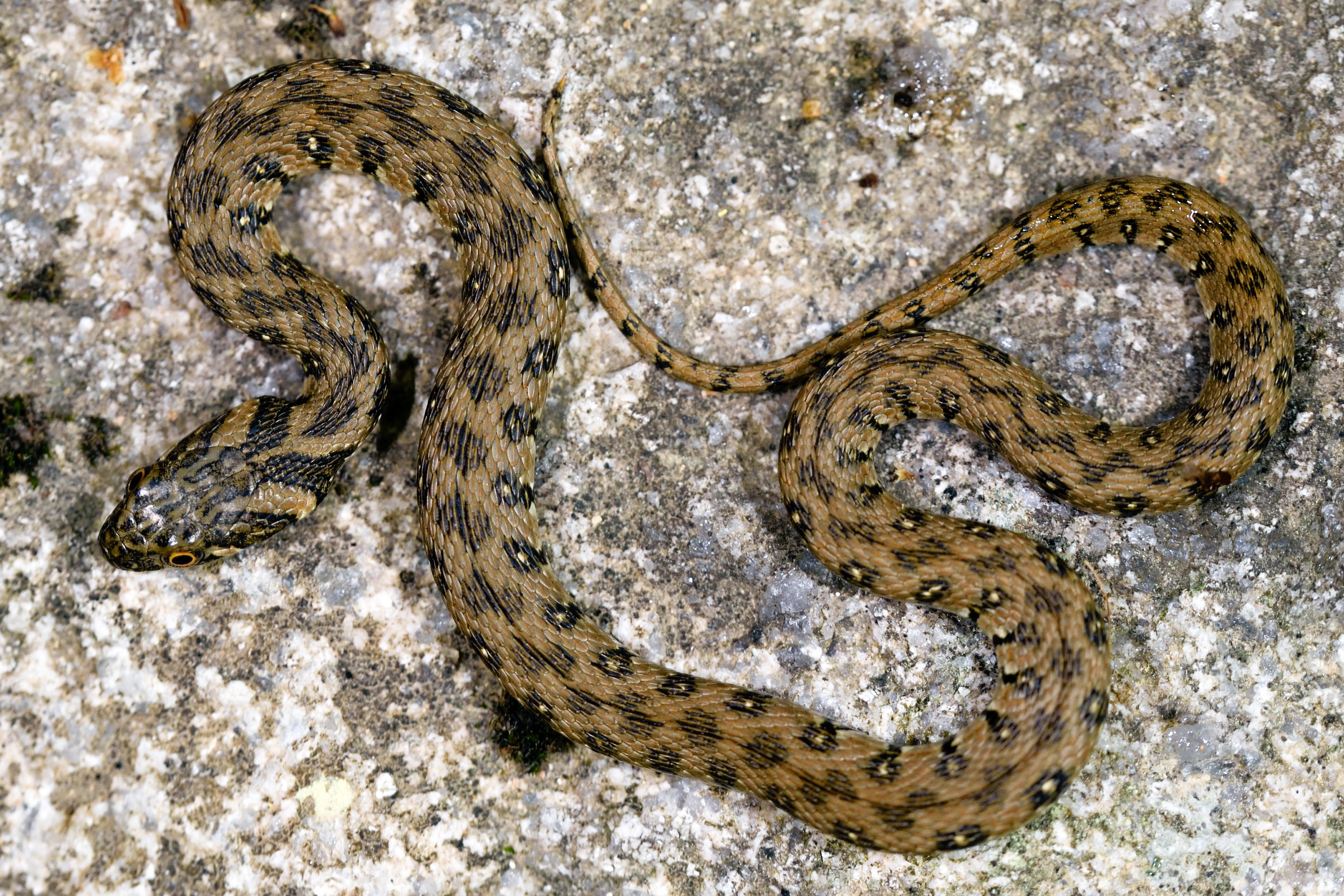 Thumbnail 8 Natrix maura