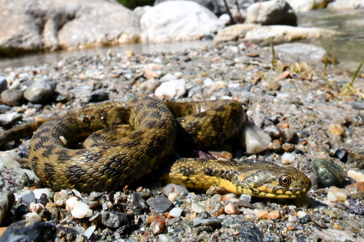 Thumbnail 9 Natrix maura