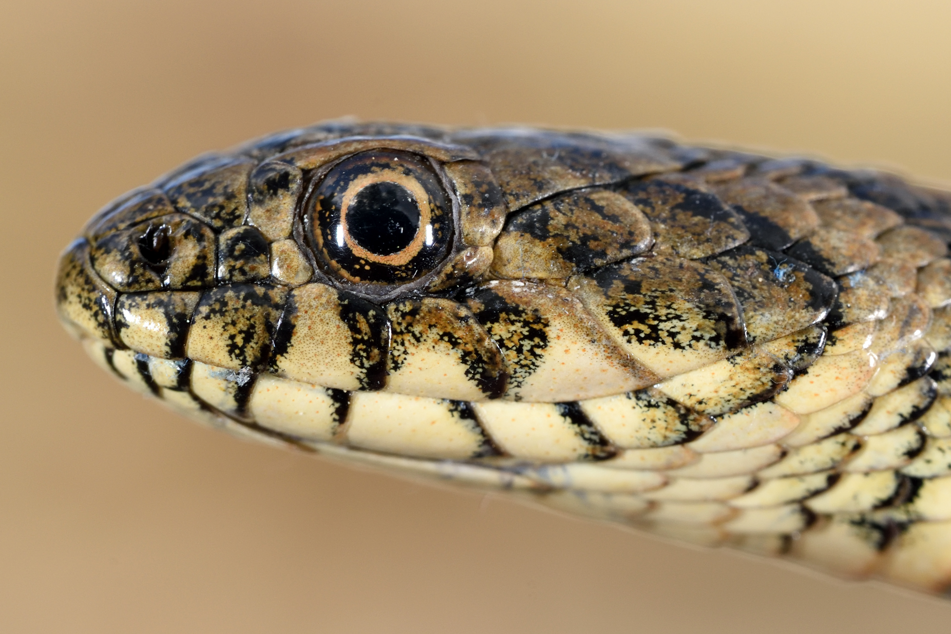 Thumbnail 11 Natrix maura