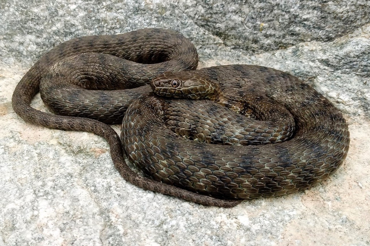 Thumbnail 2 Natrix tessellata