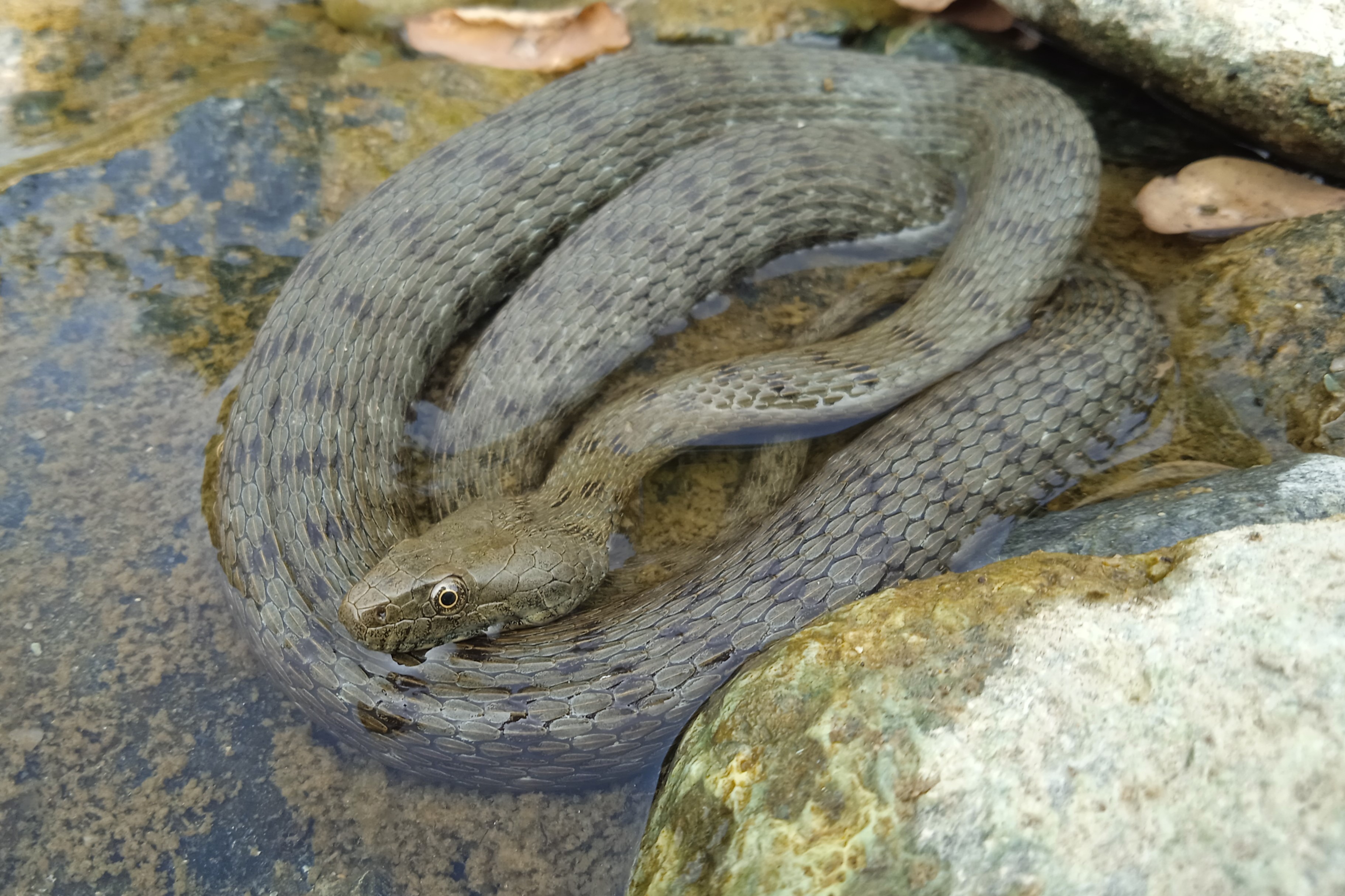 Thumbnail 3 Natrix tessellata