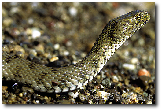 Thumbnail 5 Natrix tessellata