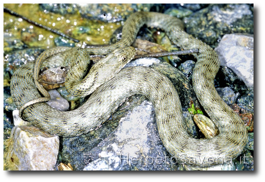 Thumbnail 6 Natrix tessellata