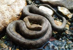 Natrix tessellata