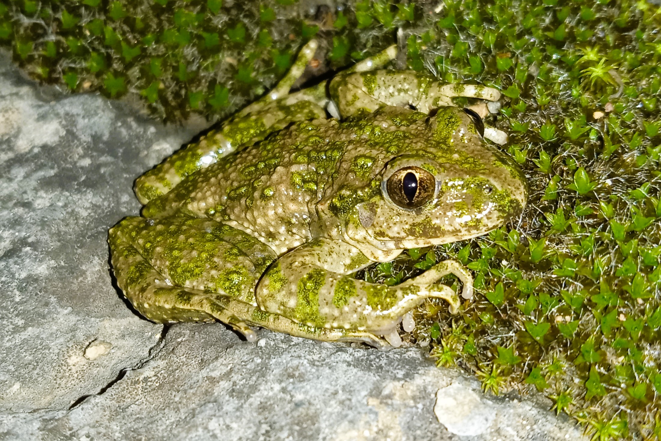 Thumbnail 2 Pelodytes punctatus