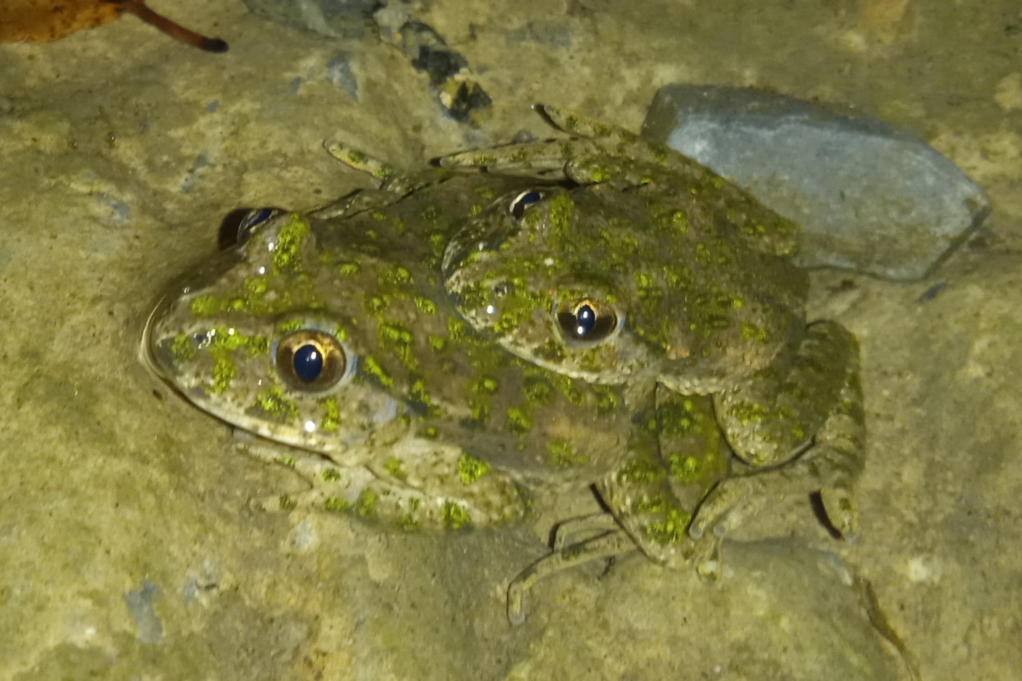 Thumbnail 3 Pelodytes punctatus