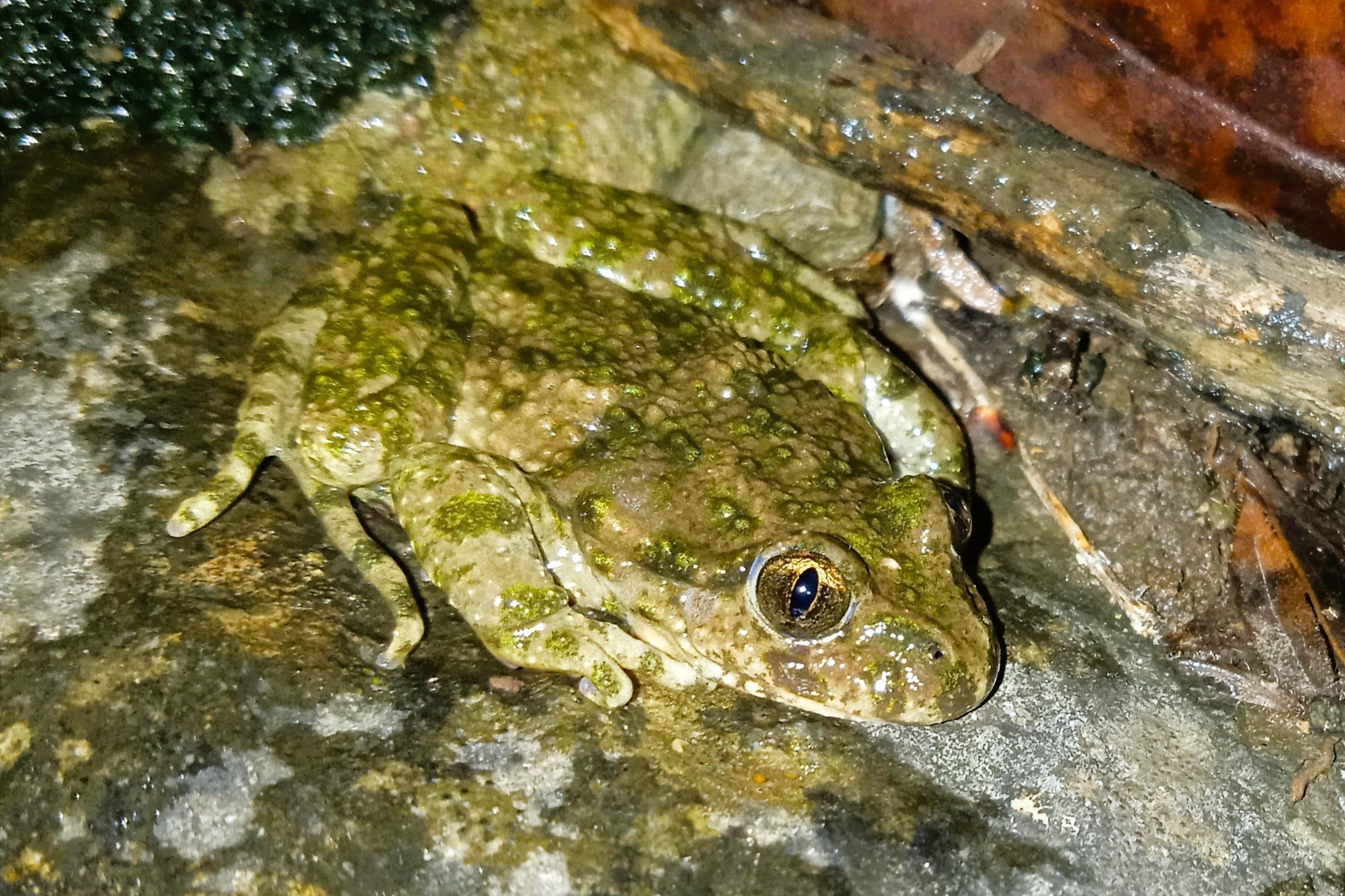 Thumbnail 4 Pelodytes punctatus