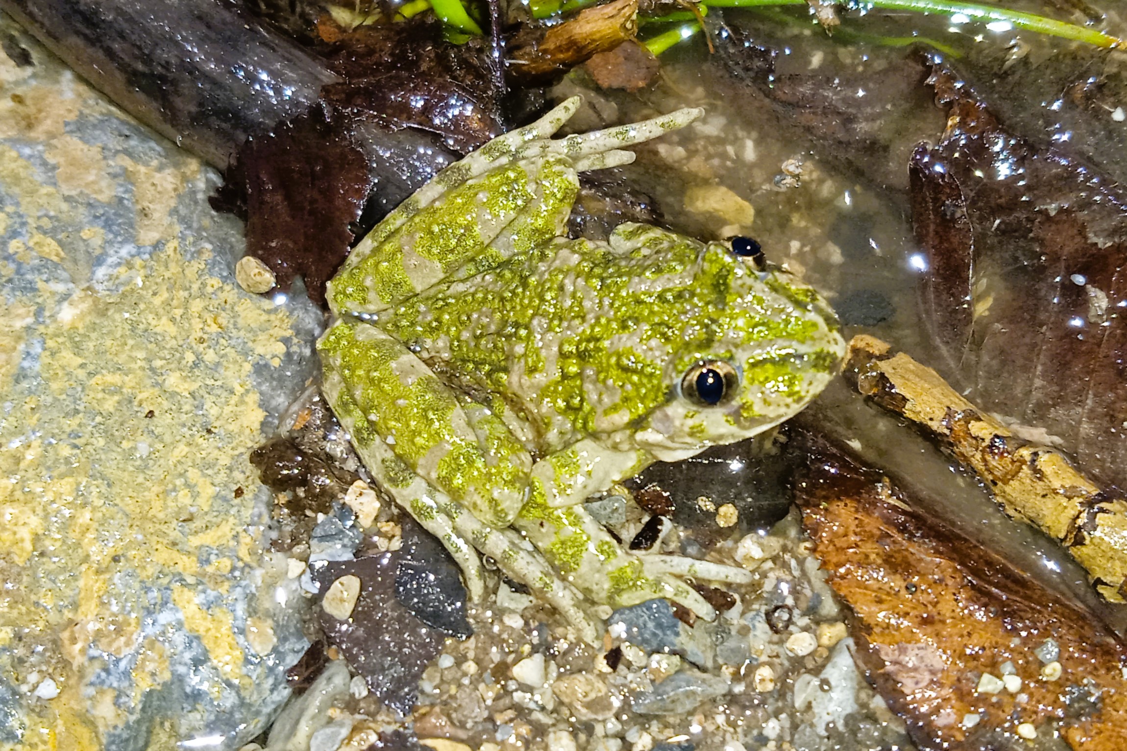 Thumbnail 5 Pelodytes punctatus