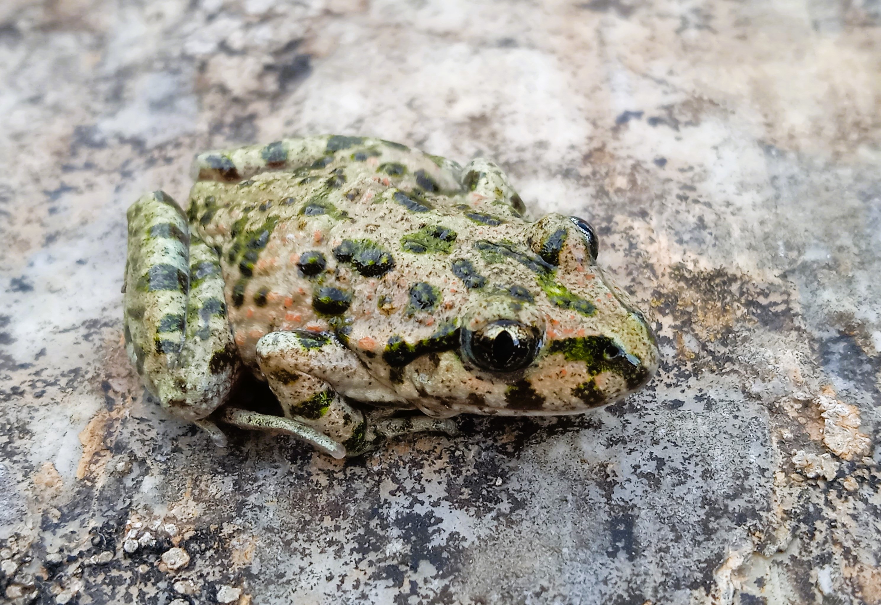 Thumbnail 7 Pelodytes punctatus