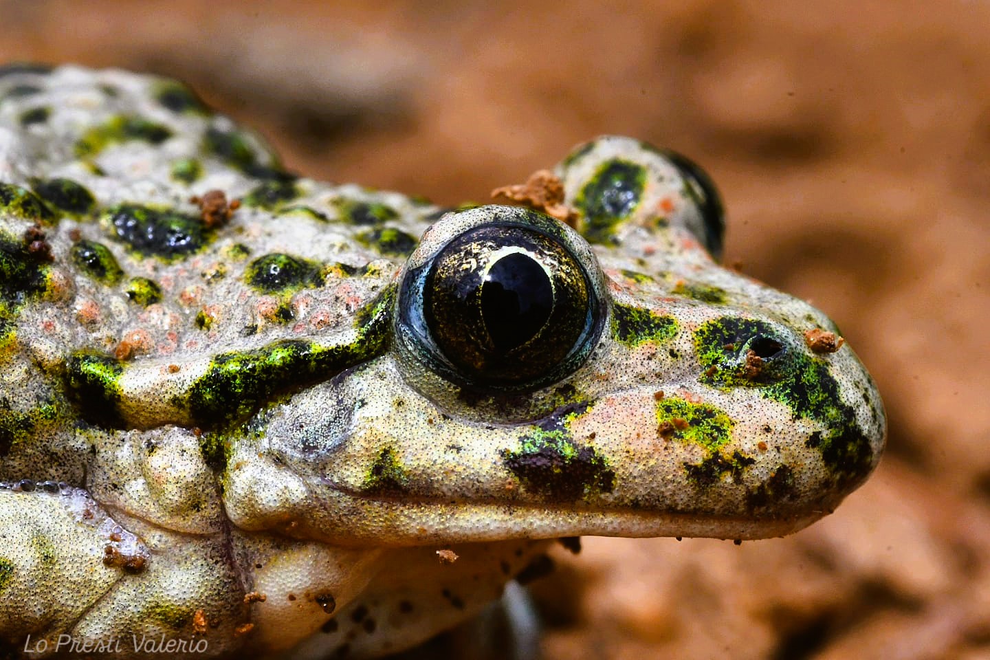 Thumbnail 8 Pelodytes punctatus