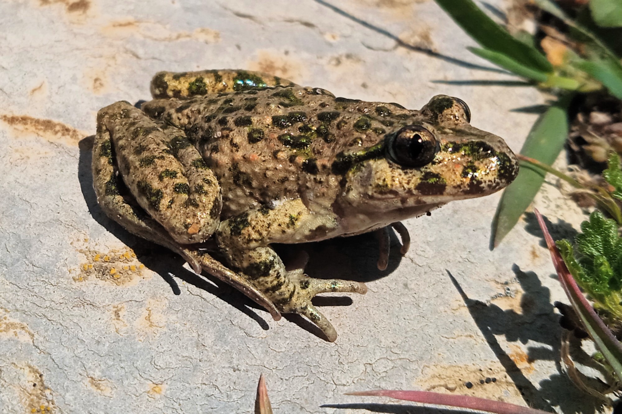 Thumbnail 9 Pelodytes punctatus