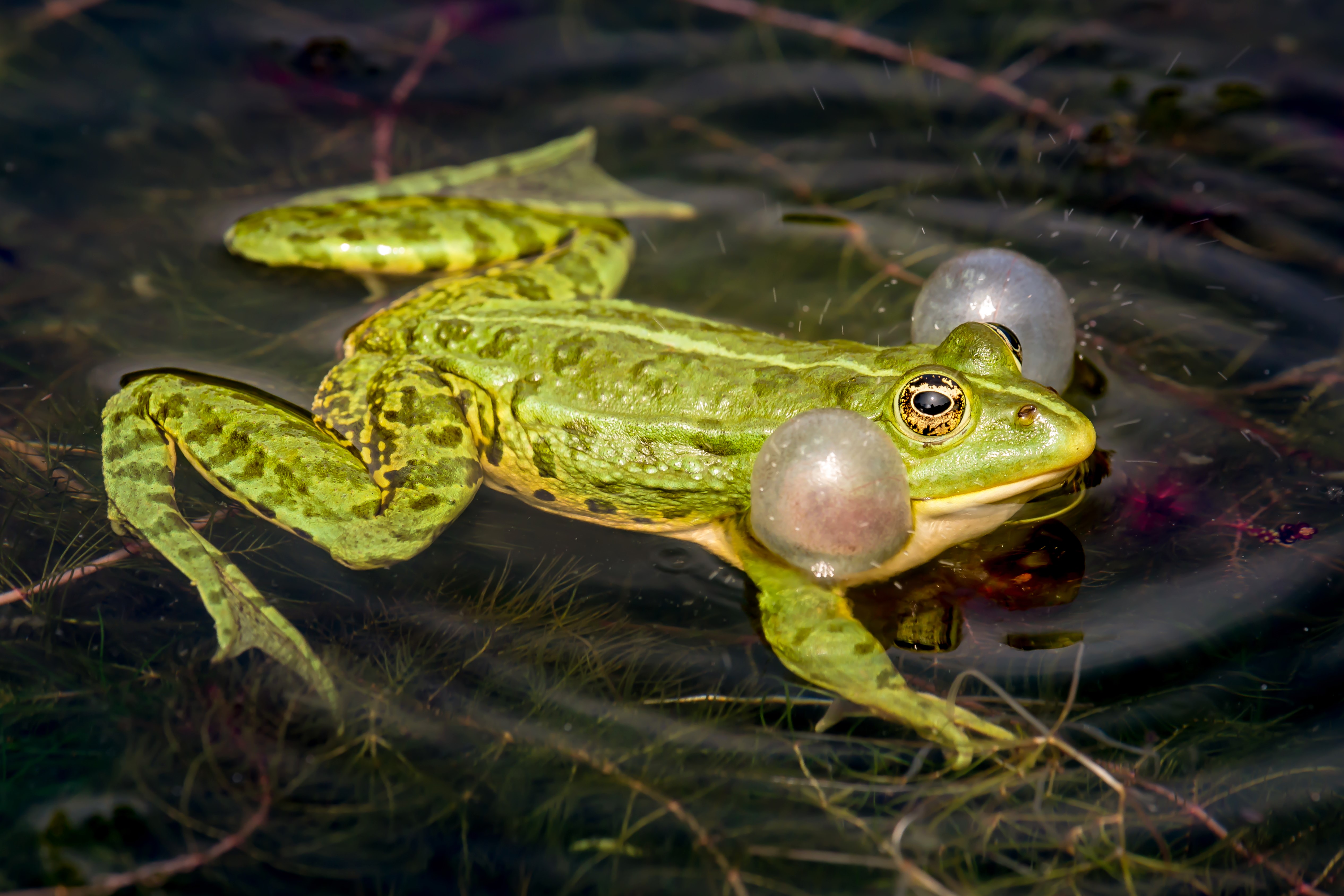Thumbnail 2 Pelophylax kl. esculentus