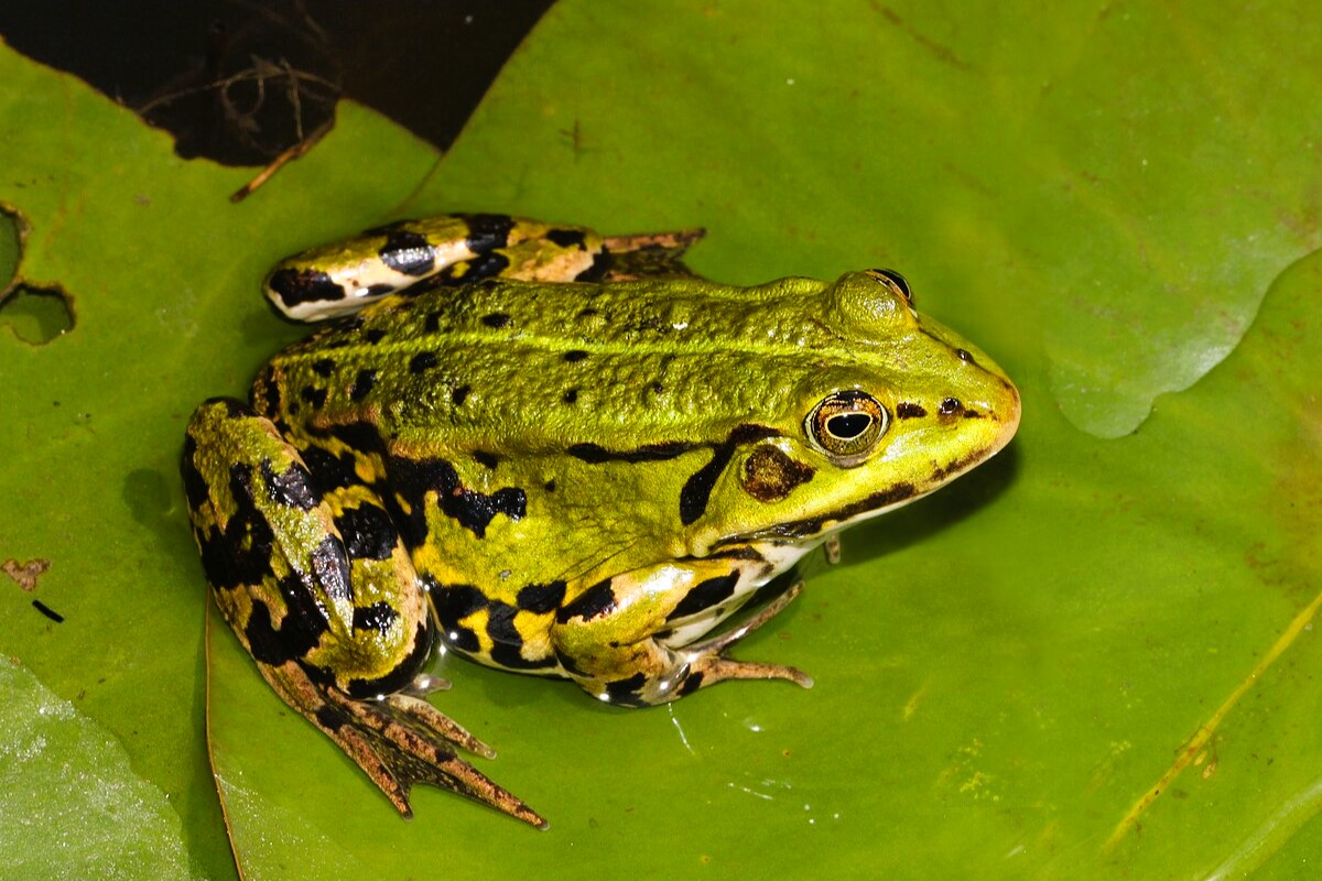 Thumbnail 5 Pelophylax kl. esculentus