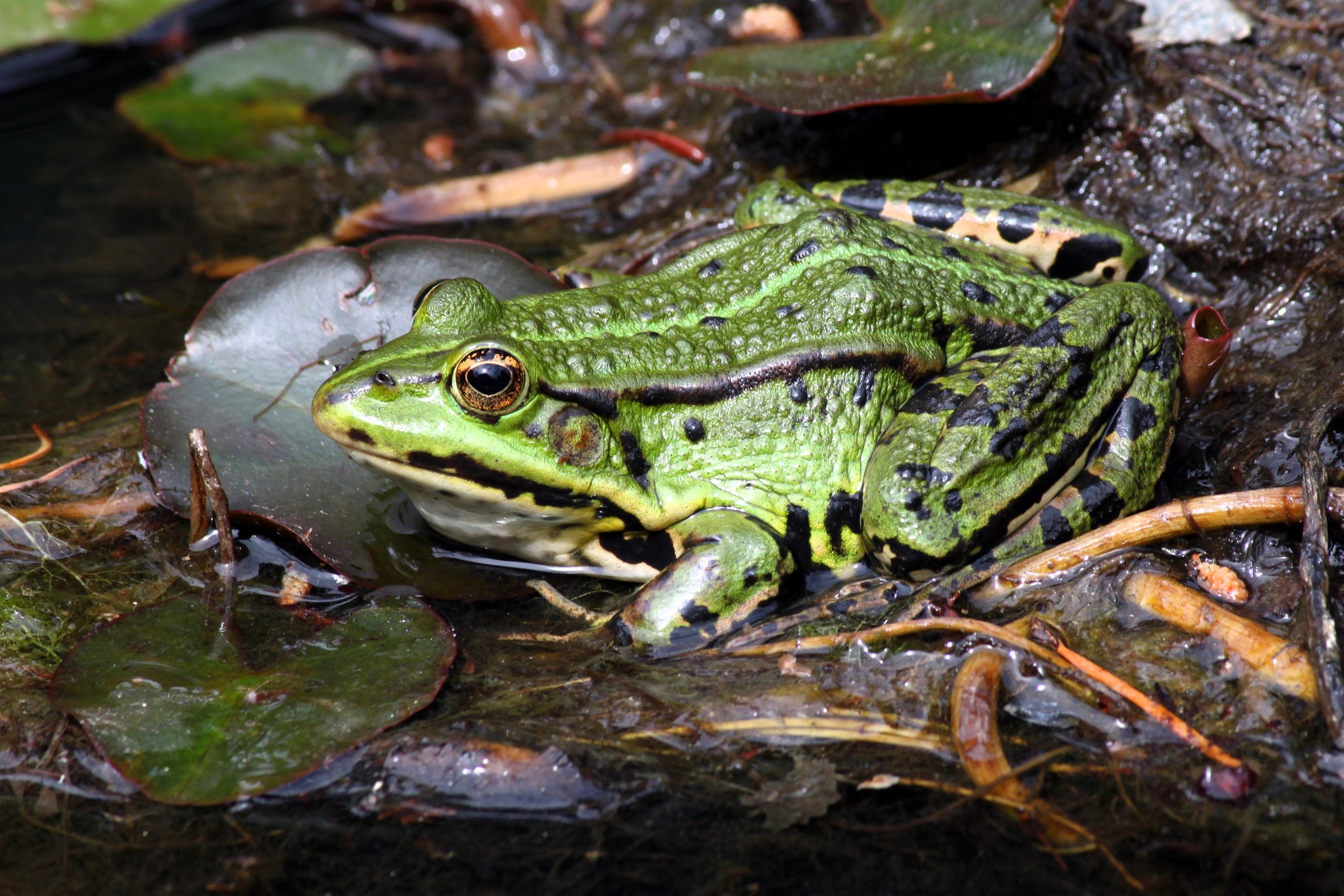 Thumbnail 8 Pelophylax kl. esculentus