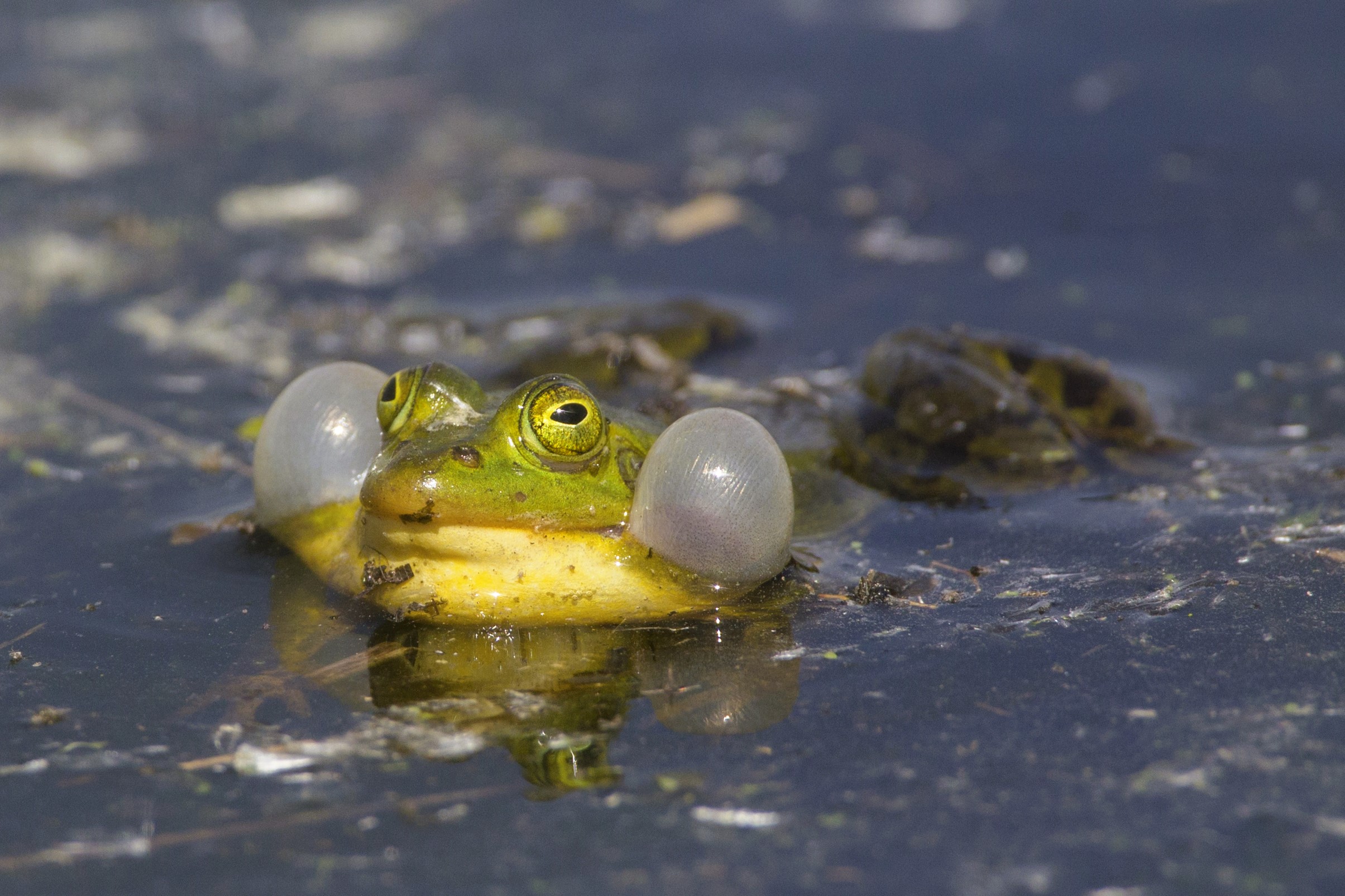 Thumbnail 3 Pelophylax lessonae