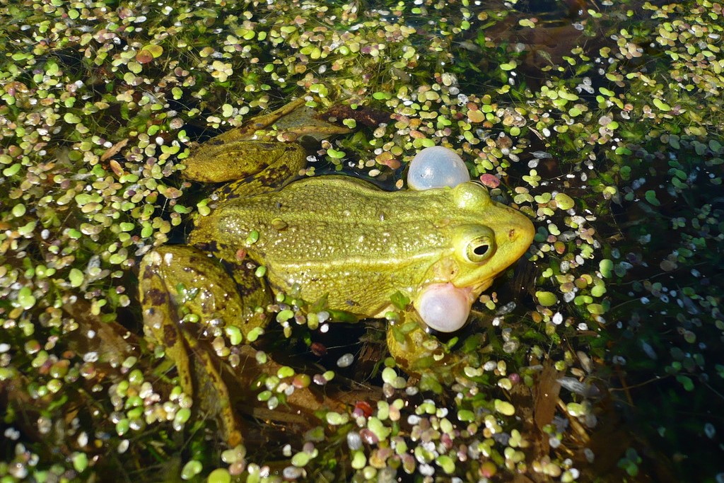 Thumbnail 7 Pelophylax lessonae