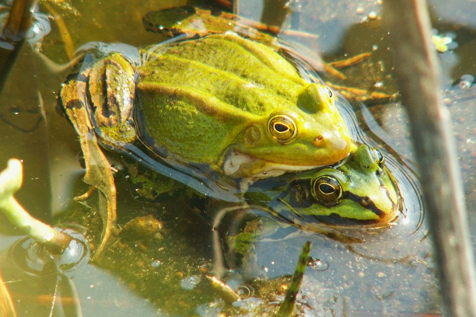 Thumbnail 9 Pelophylax lessonae