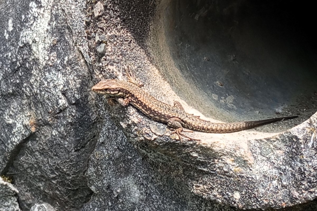 Thumbnail 2 Podarcis muralis