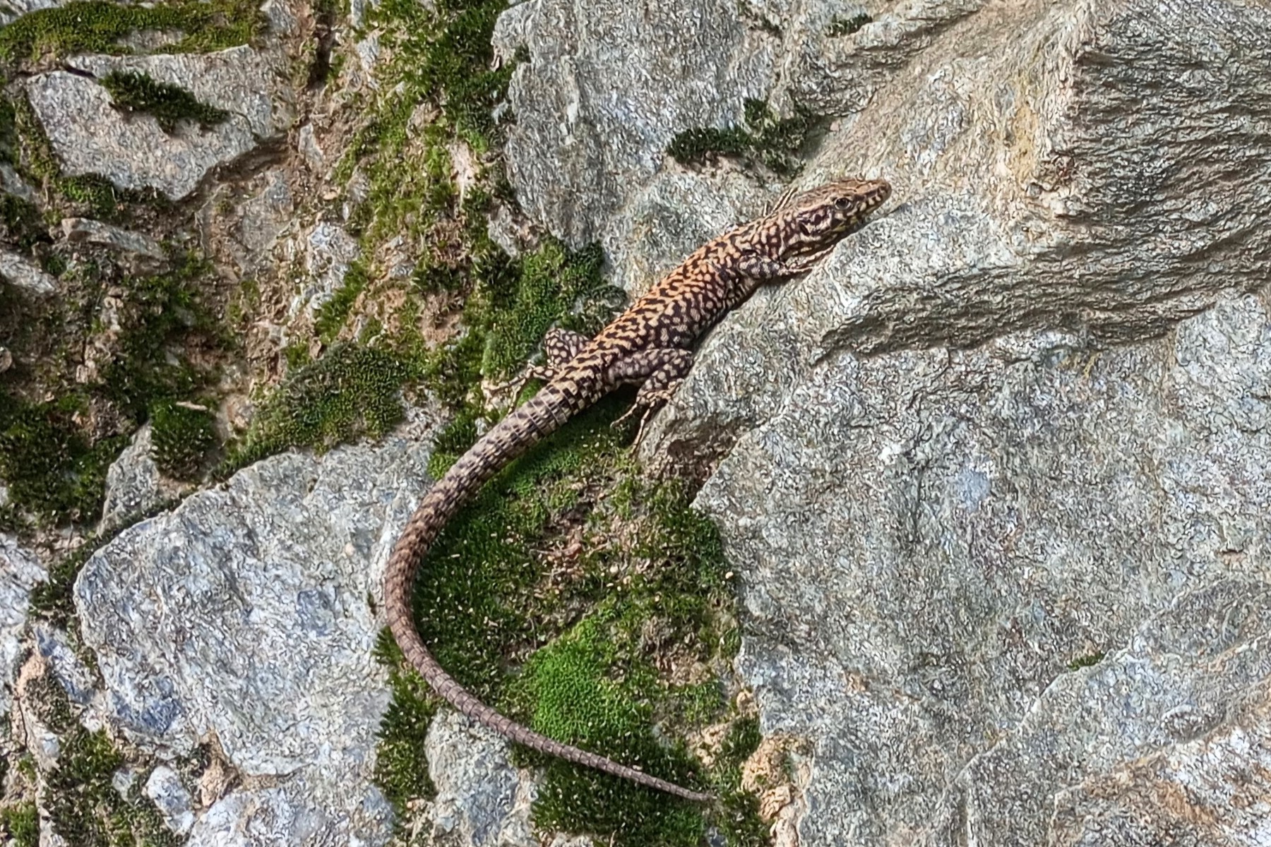 Thumbnail 4 Podarcis muralis