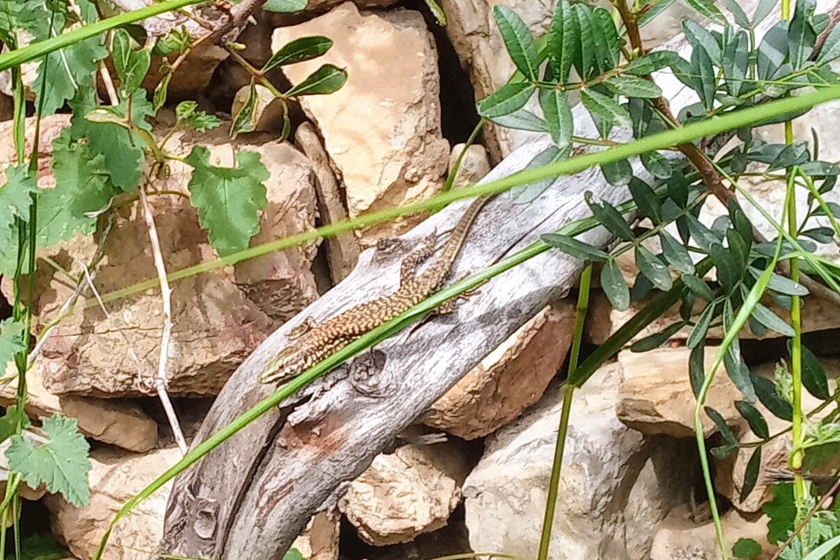 Thumbnail 6 Podarcis muralis