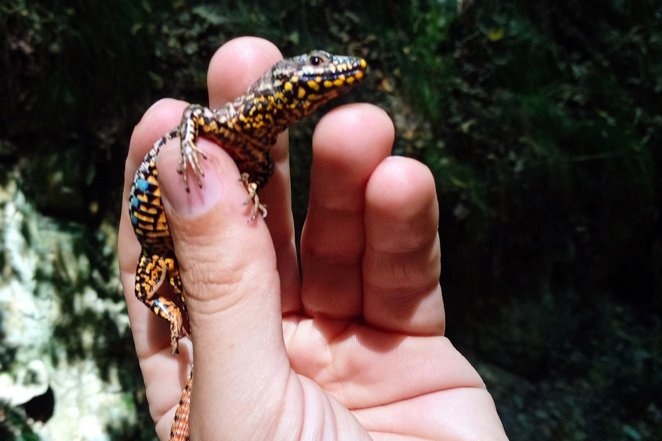 Thumbnail 8 Podarcis muralis