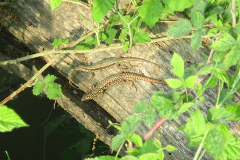 Thumbnail 10 Podarcis muralis