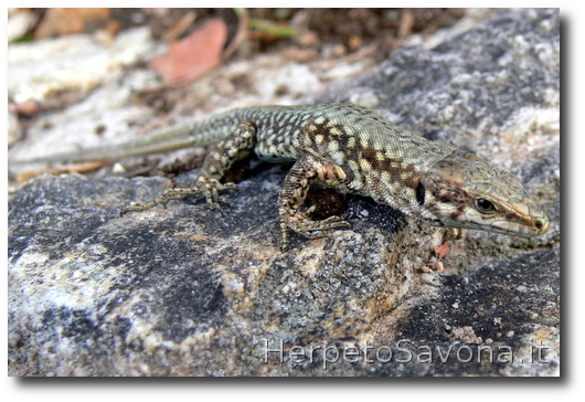 Thumbnail 11 Podarcis muralis