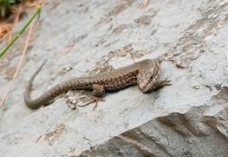 Podarcis muralis