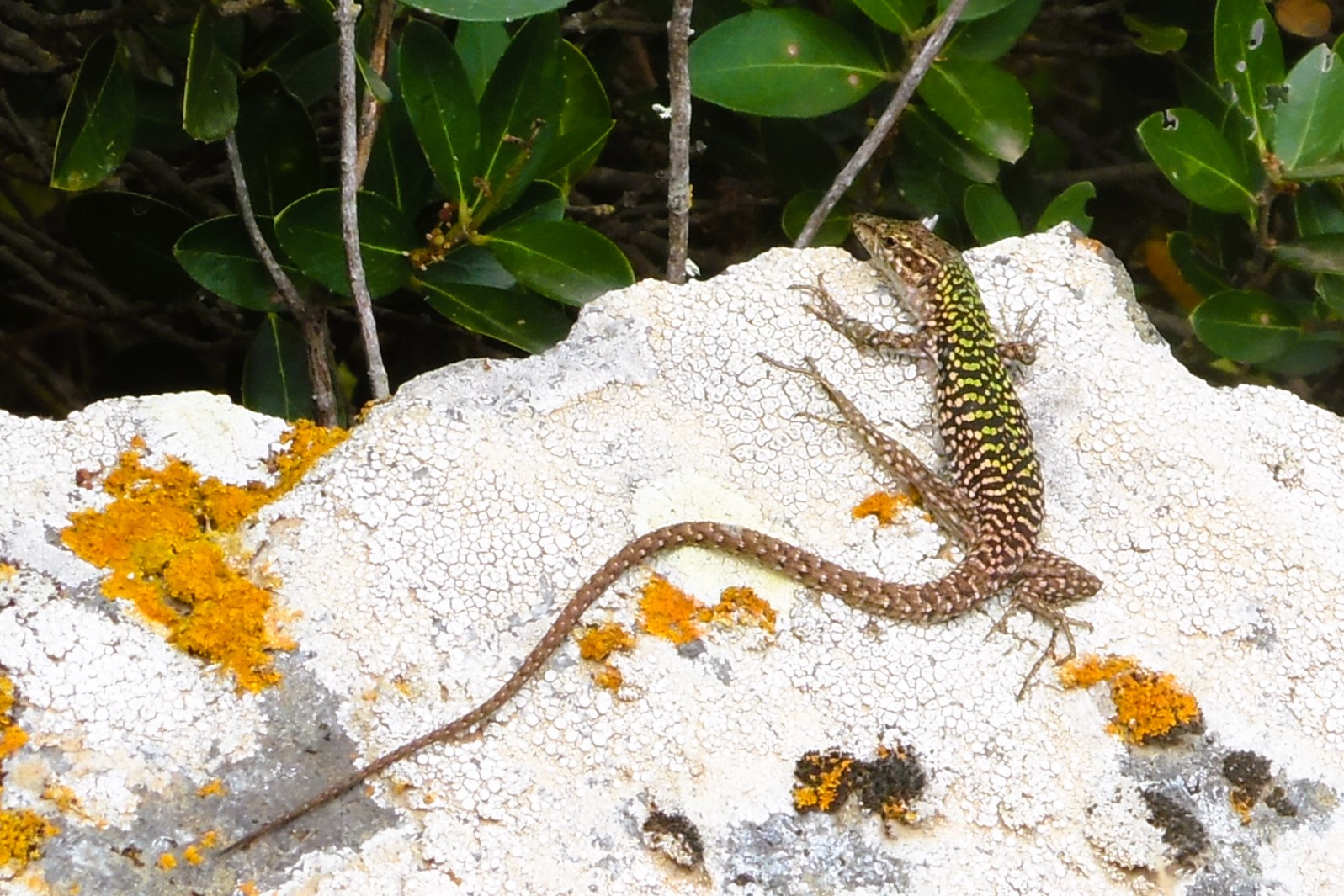 Thumbnail 4 Podarcis siculus