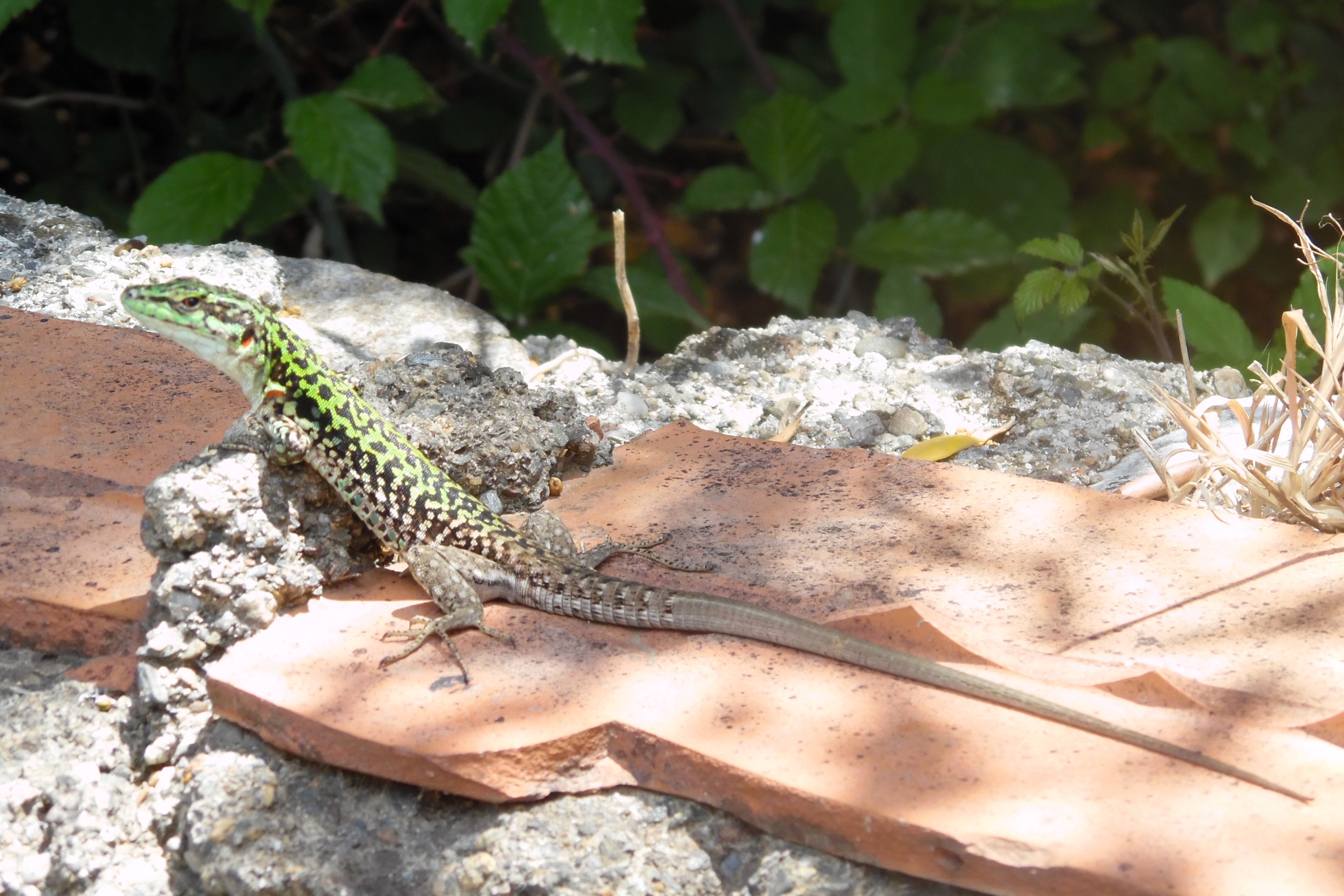 Thumbnail 5 Podarcis siculus