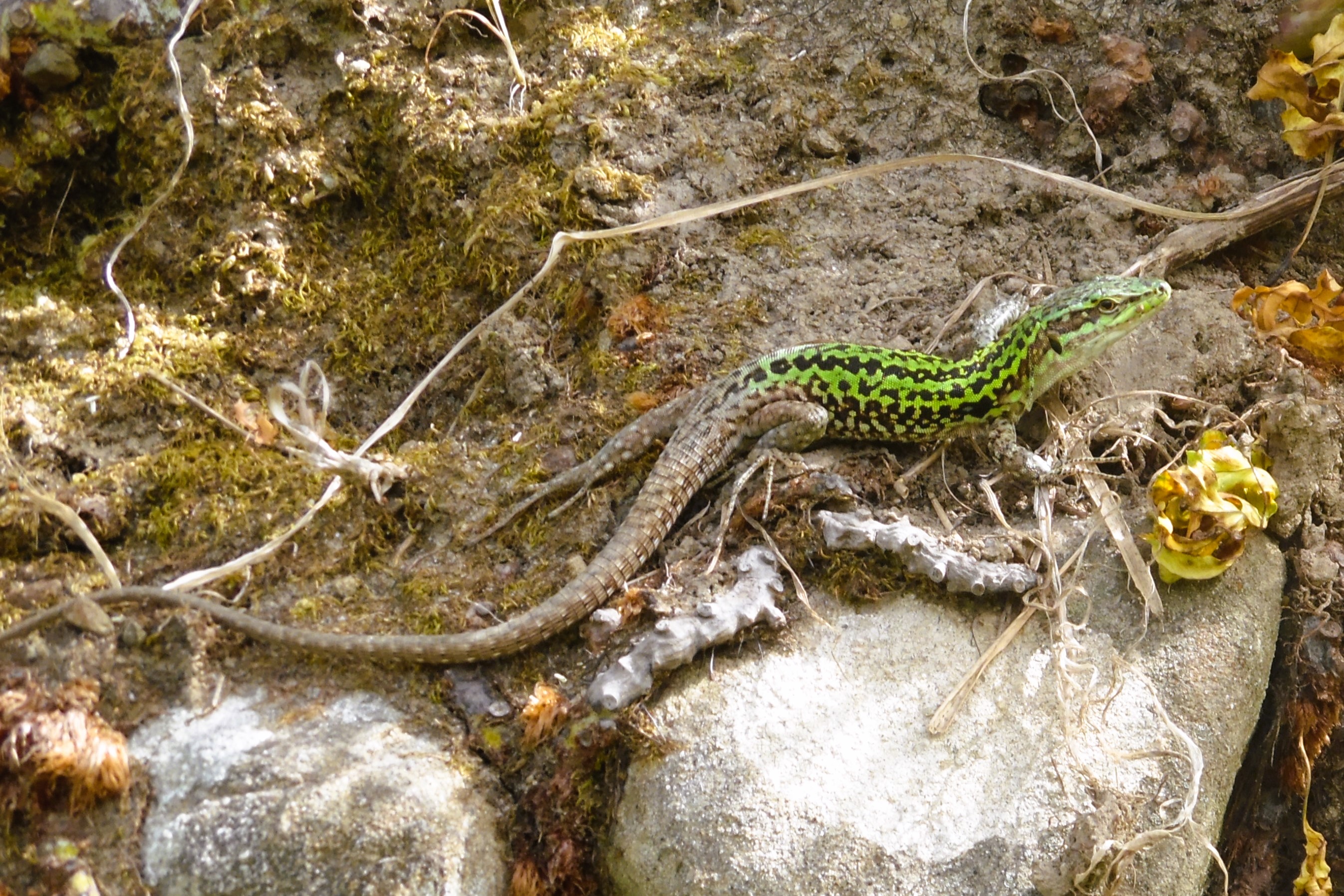 Thumbnail 6 Podarcis siculus