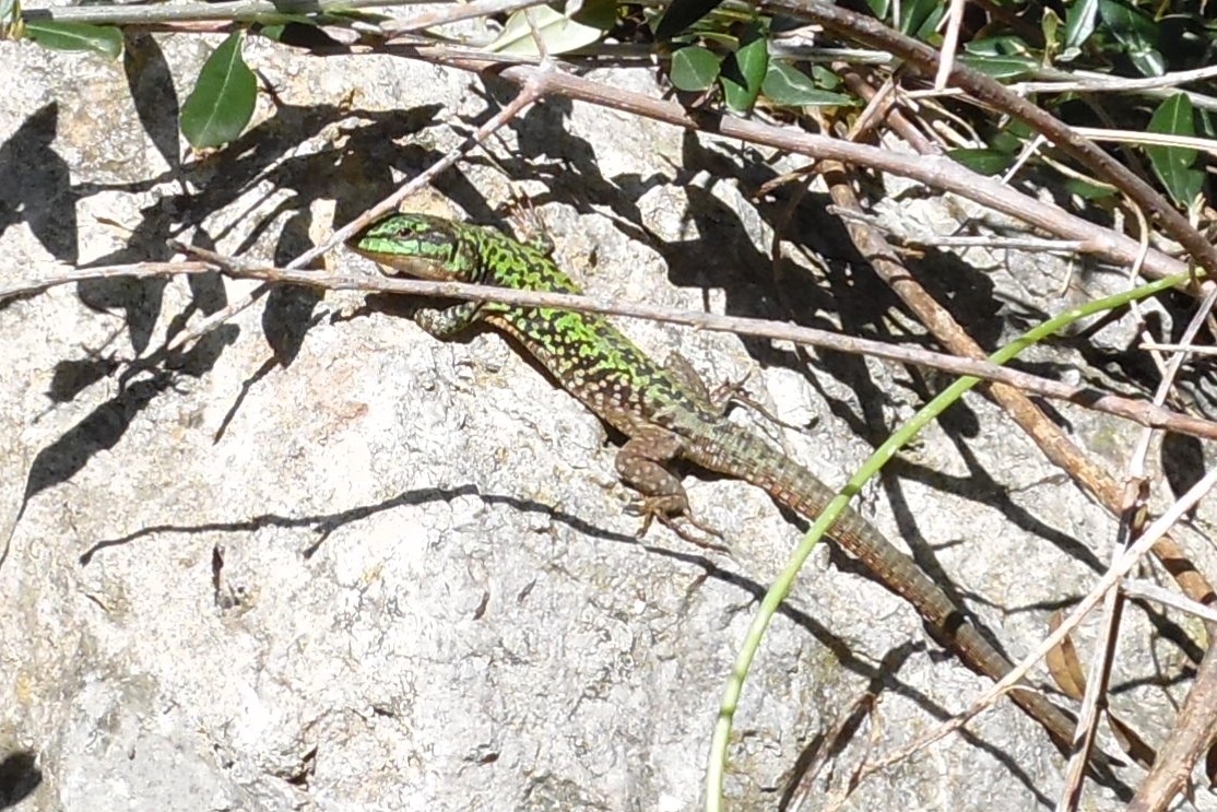 Thumbnail 7 Podarcis siculus