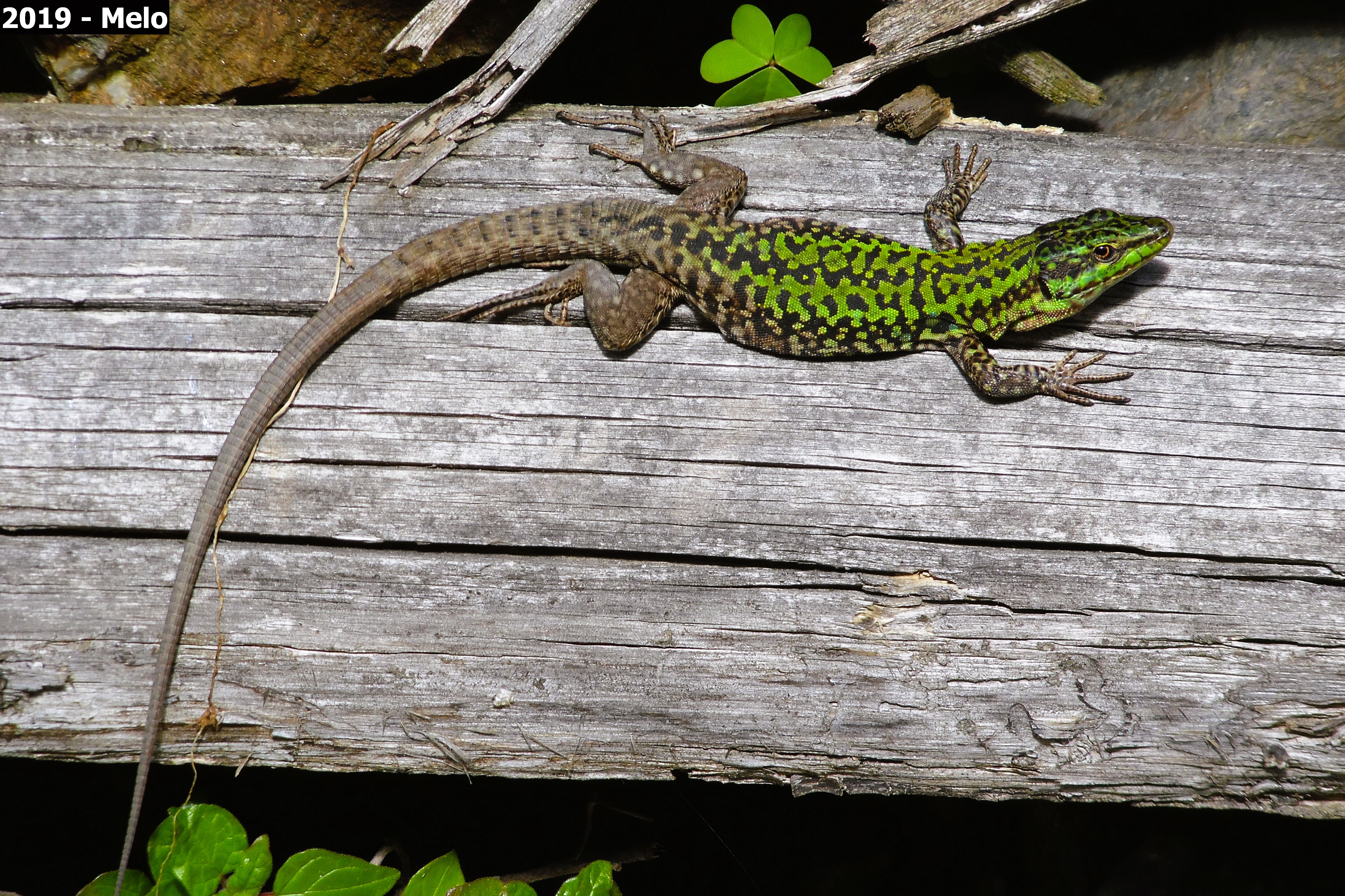 Thumbnail 9 Podarcis siculus