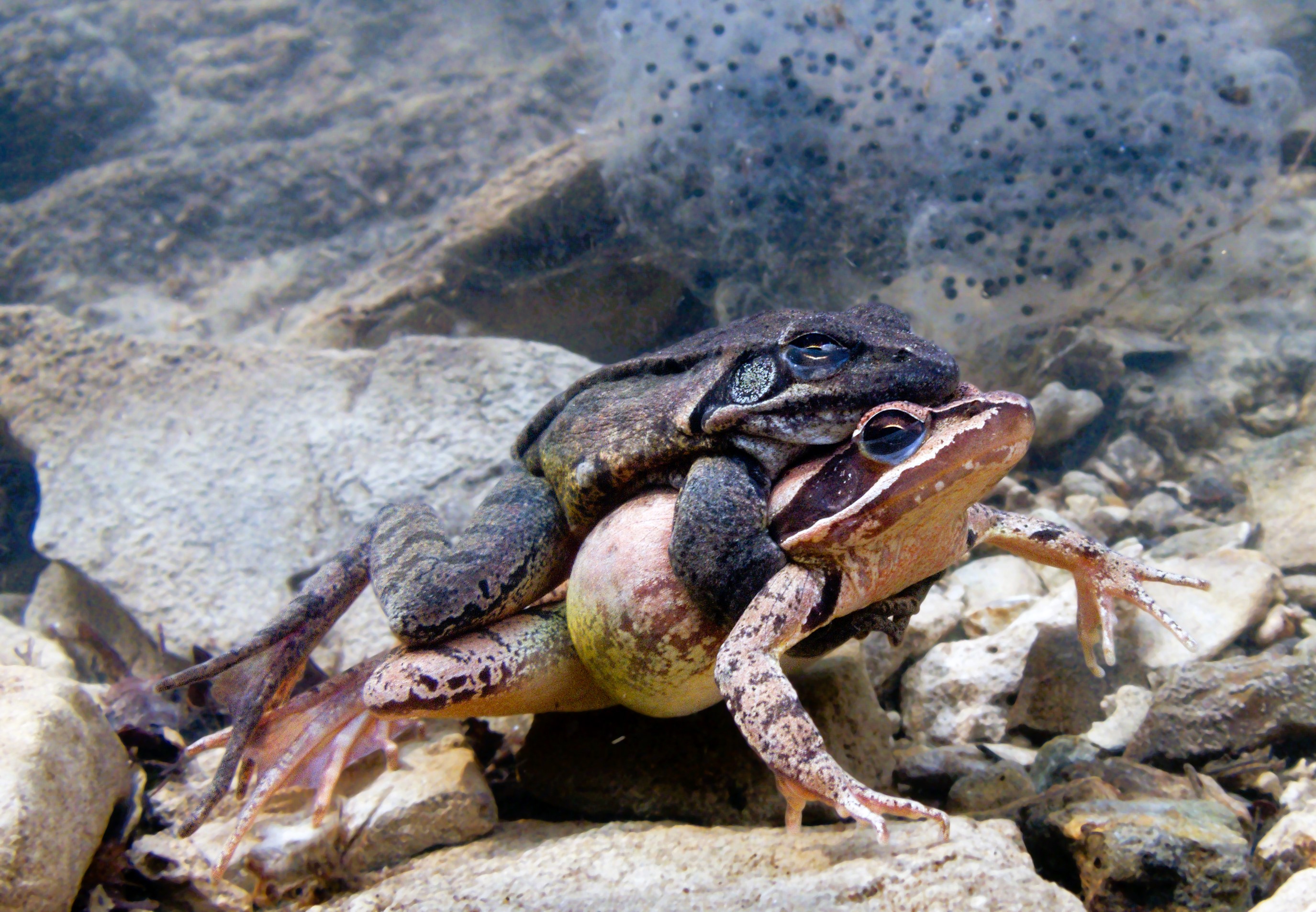 Thumbnail 2 Rana dalmatina