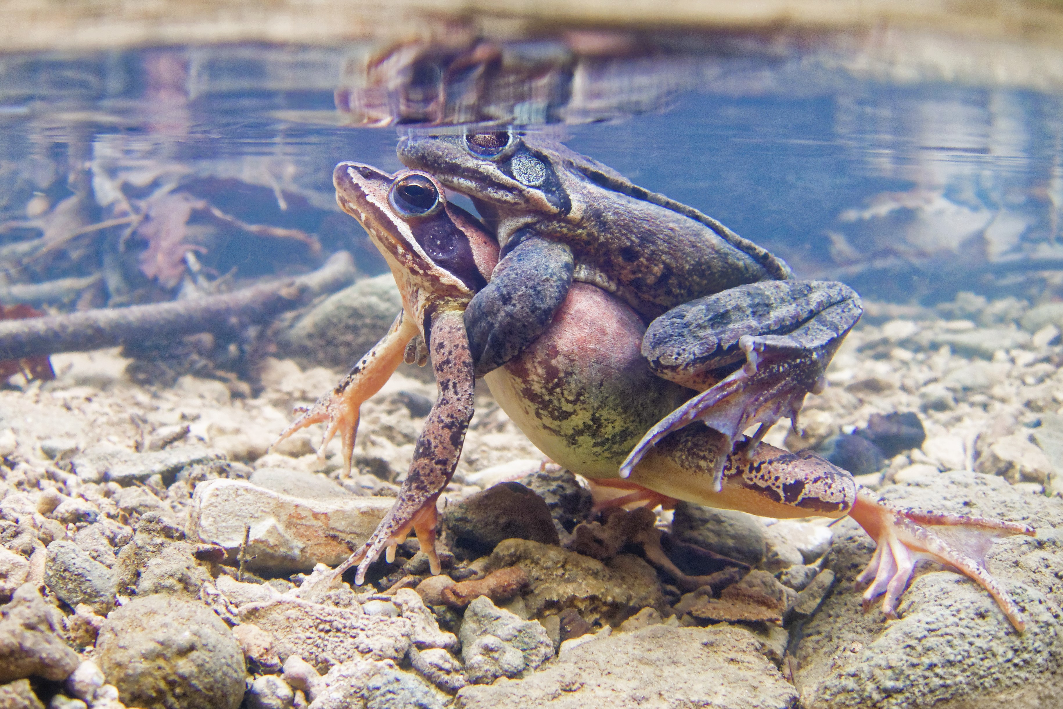 Thumbnail 5 Rana dalmatina