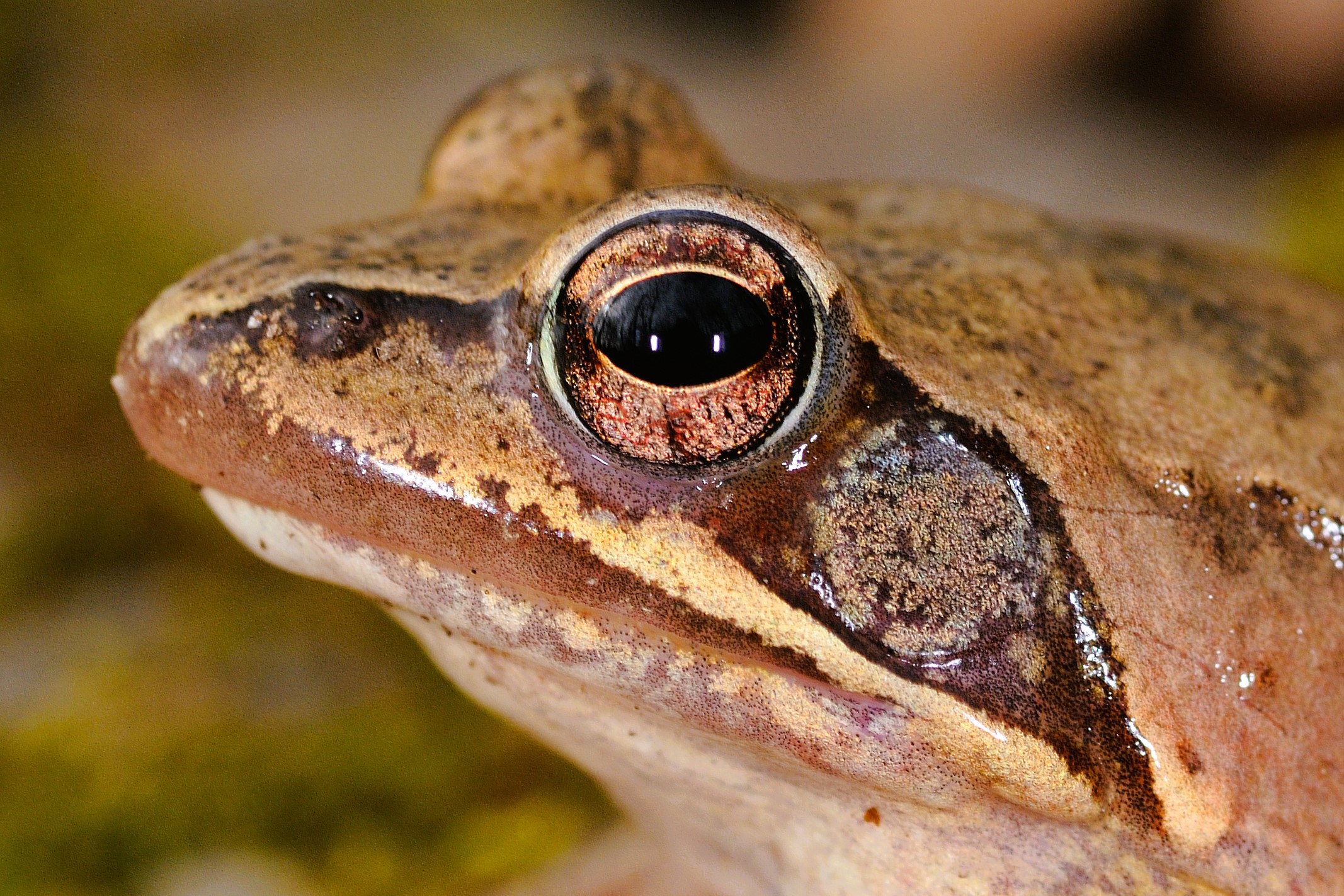 Thumbnail 10 Rana dalmatina