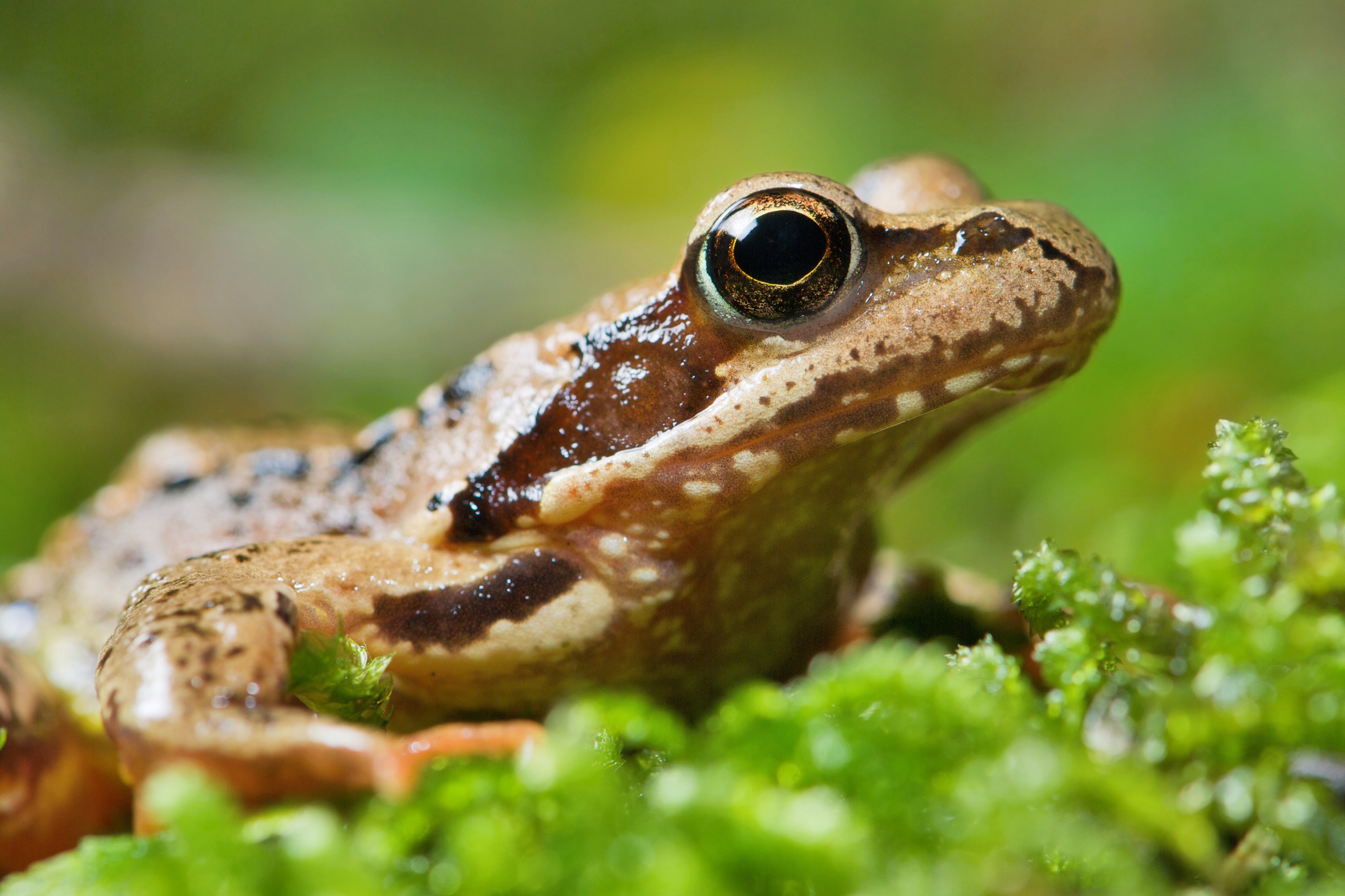 Thumbnail 2 Rana temporaria