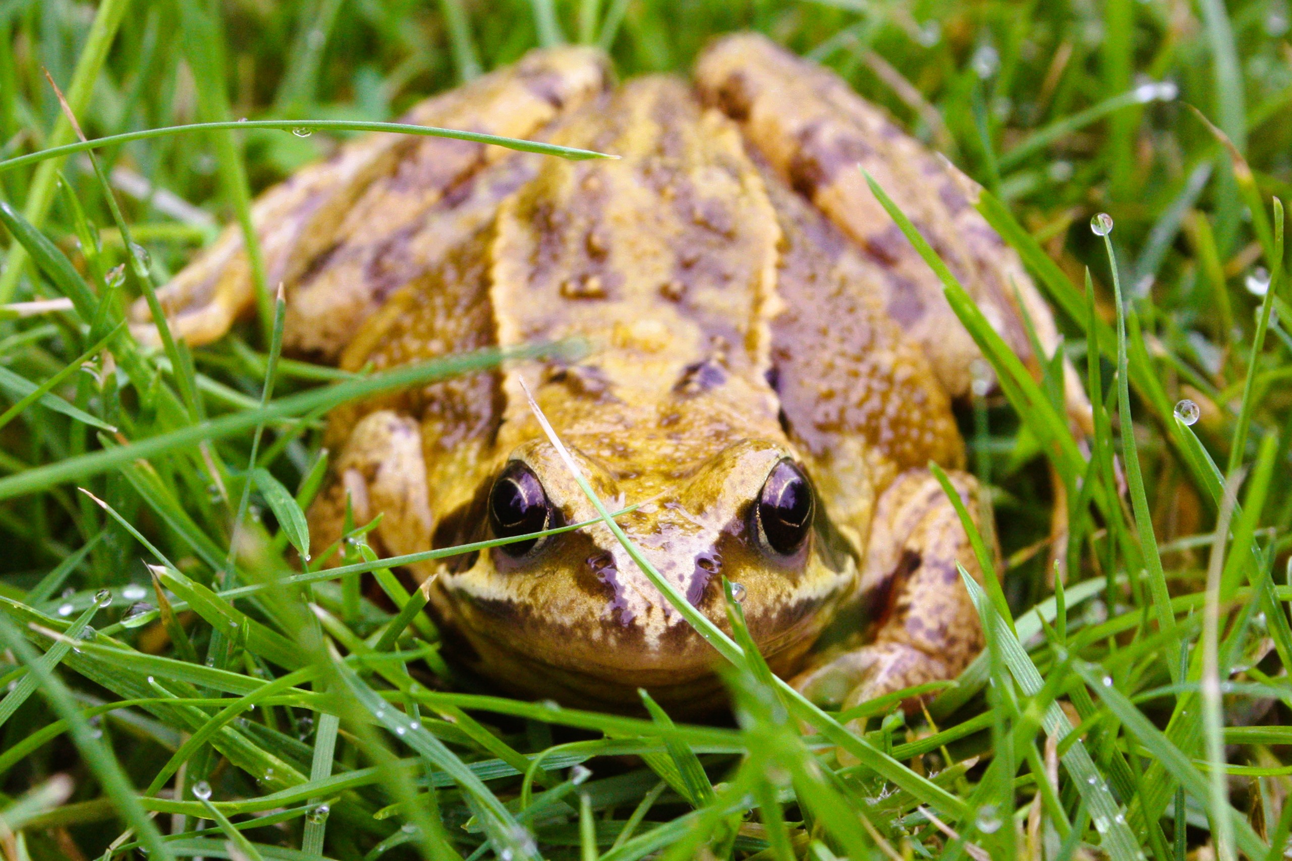 Thumbnail 5 Rana temporaria