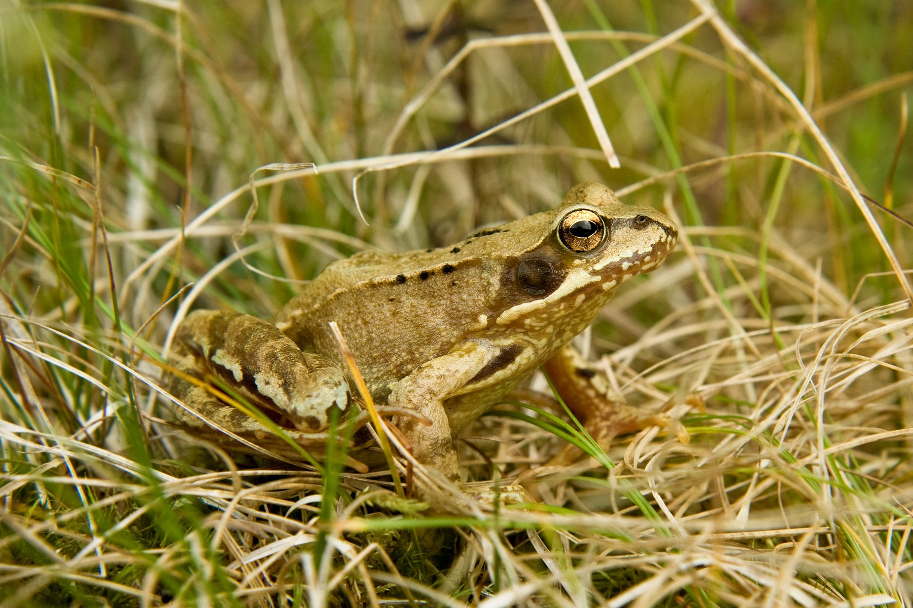 Thumbnail 7 Rana temporaria