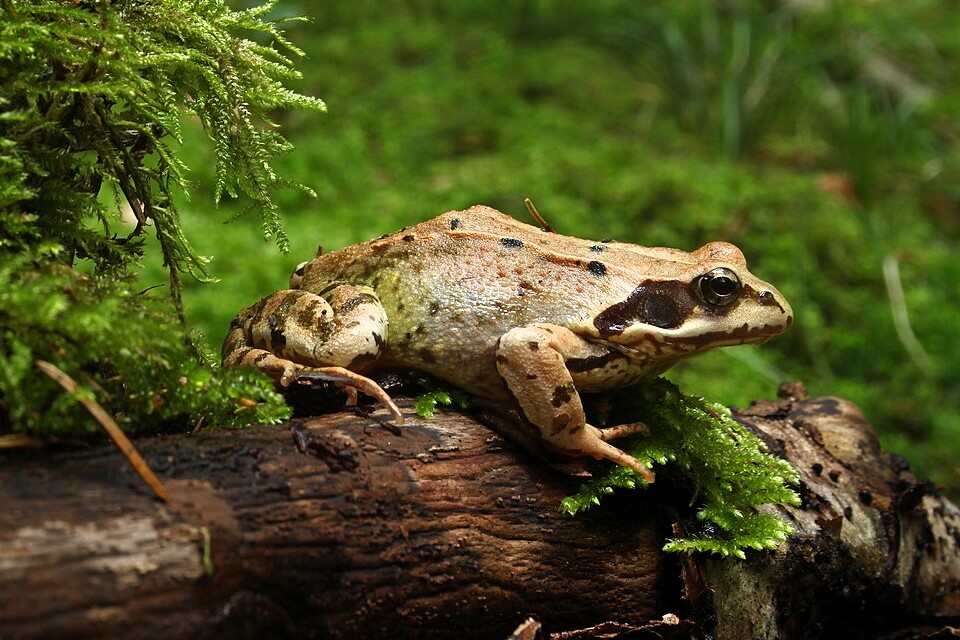 Thumbnail 9 Rana temporaria