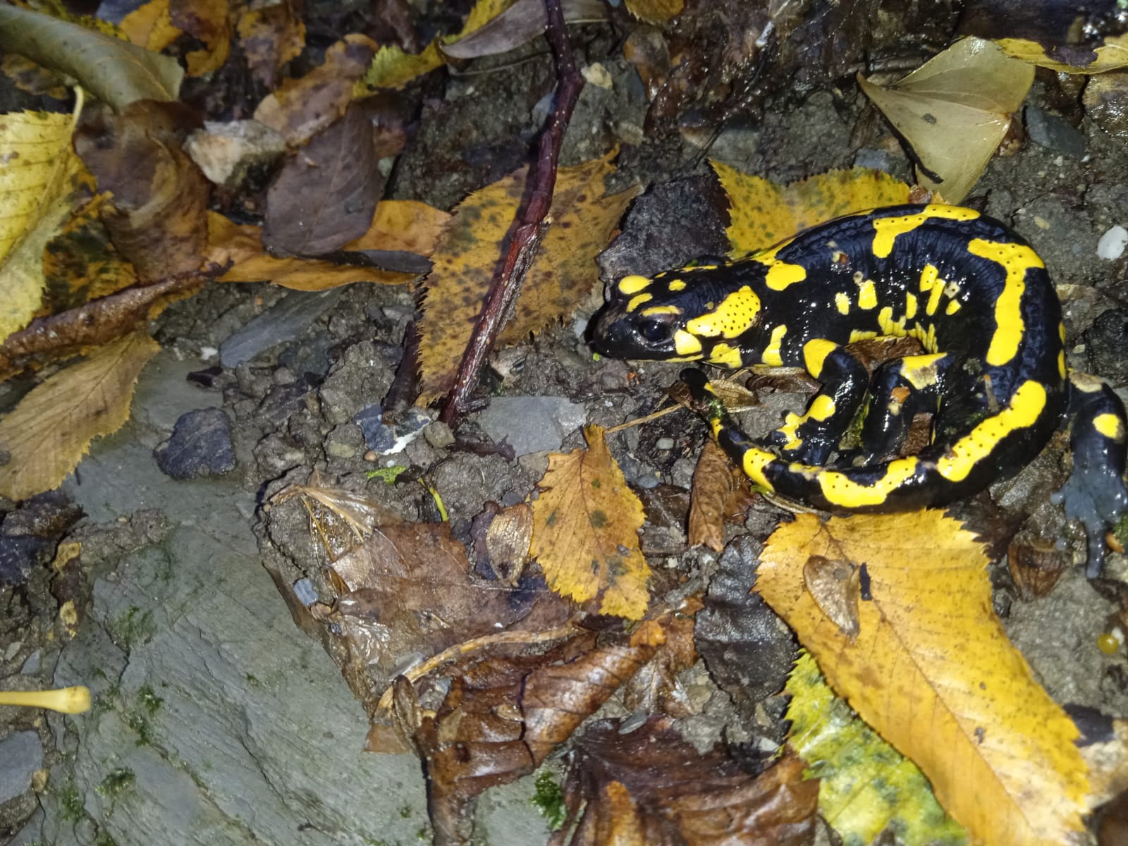 Thumbnail 4 Salamandra salamandra