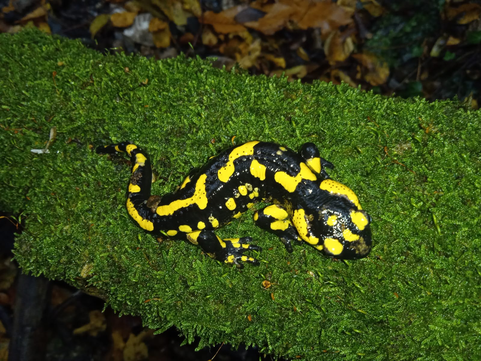 Thumbnail 5 Salamandra salamandra