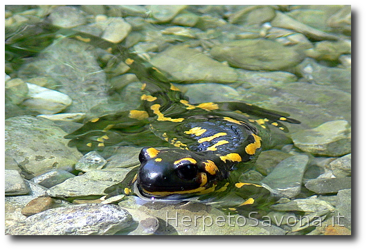 Thumbnail 9 Salamandra salamandra