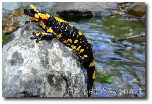 Thumbnail 11 Salamandra salamandra