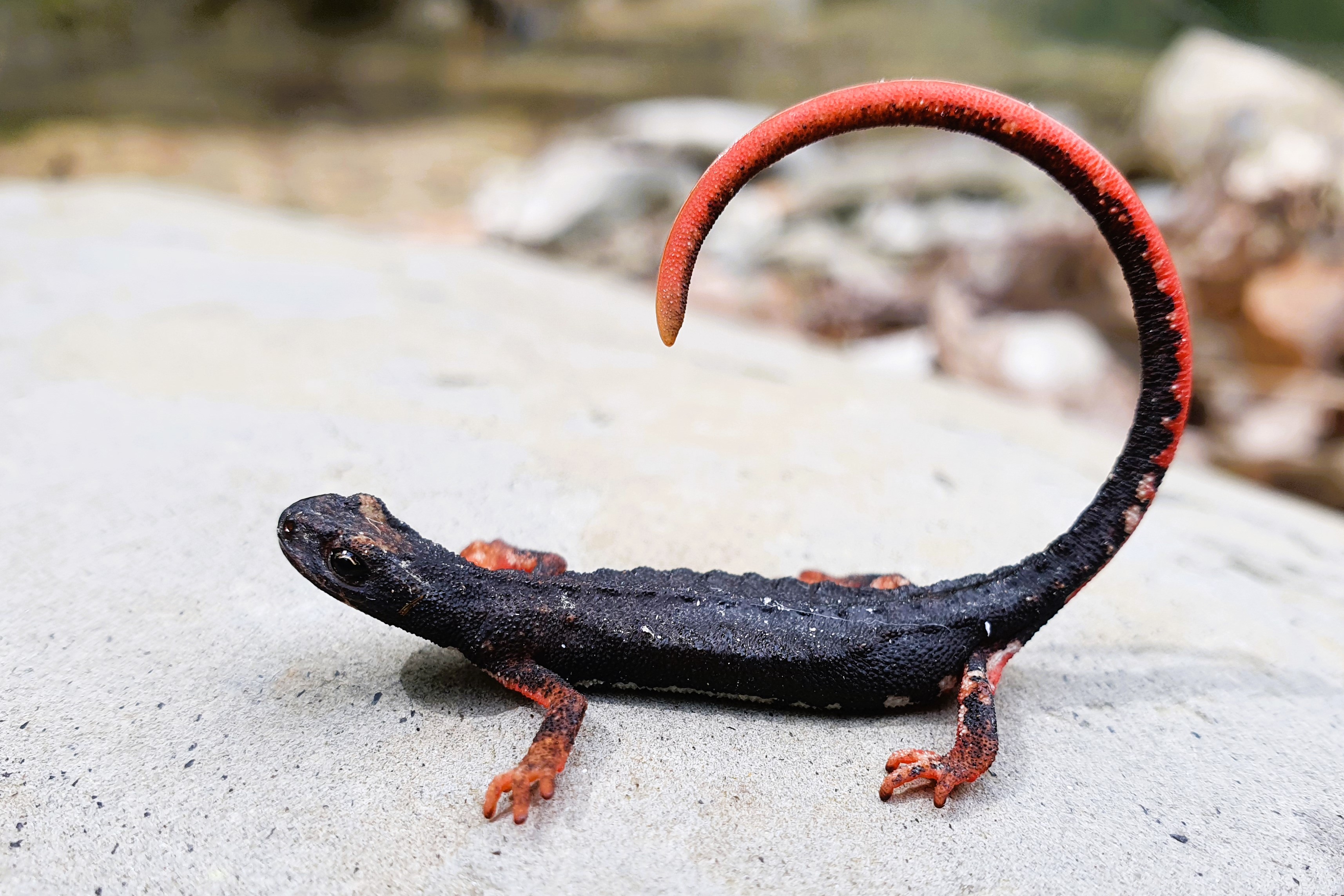 Salamandrina perspicillata