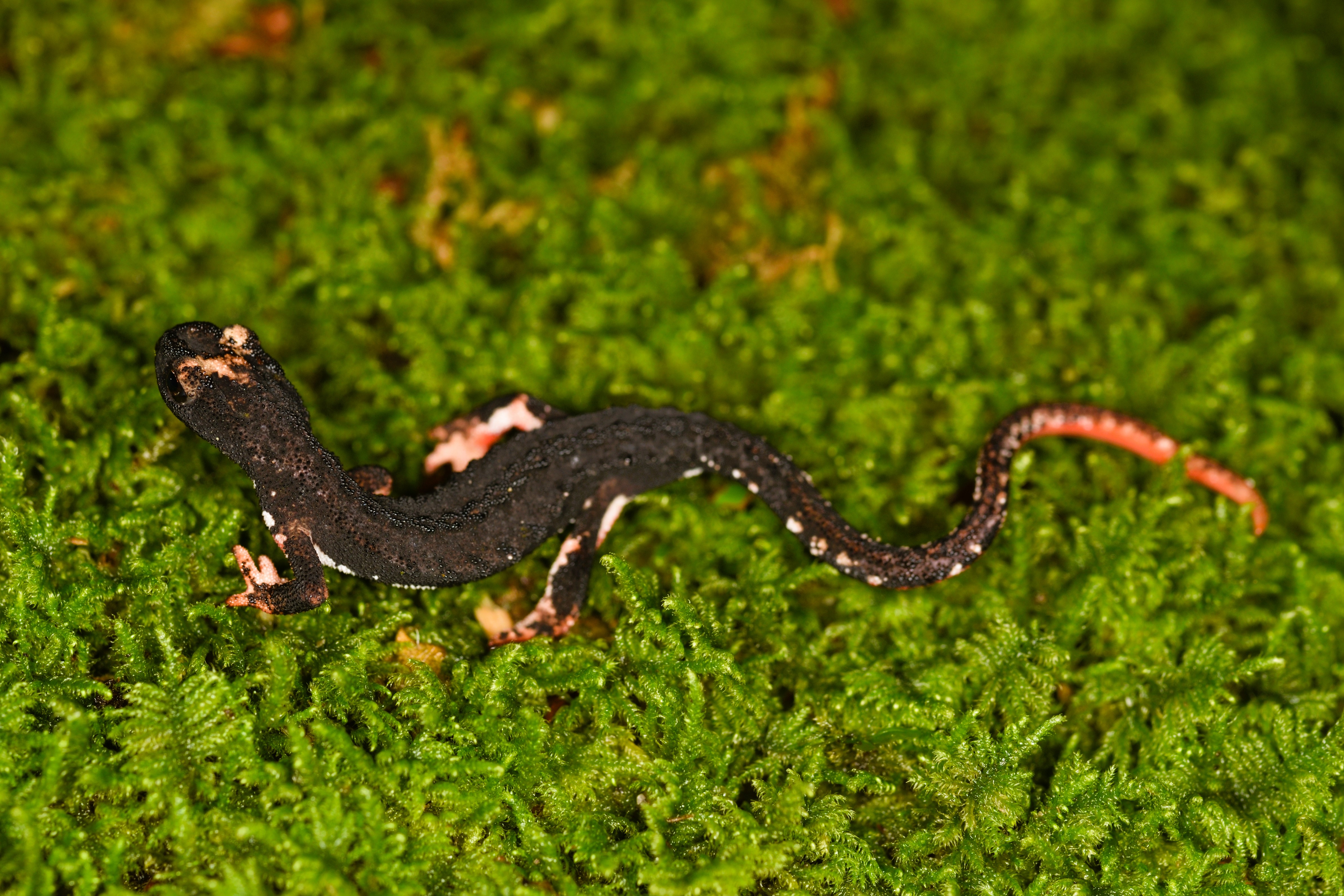 Thumbnail 3 Salamandrina perspicillata