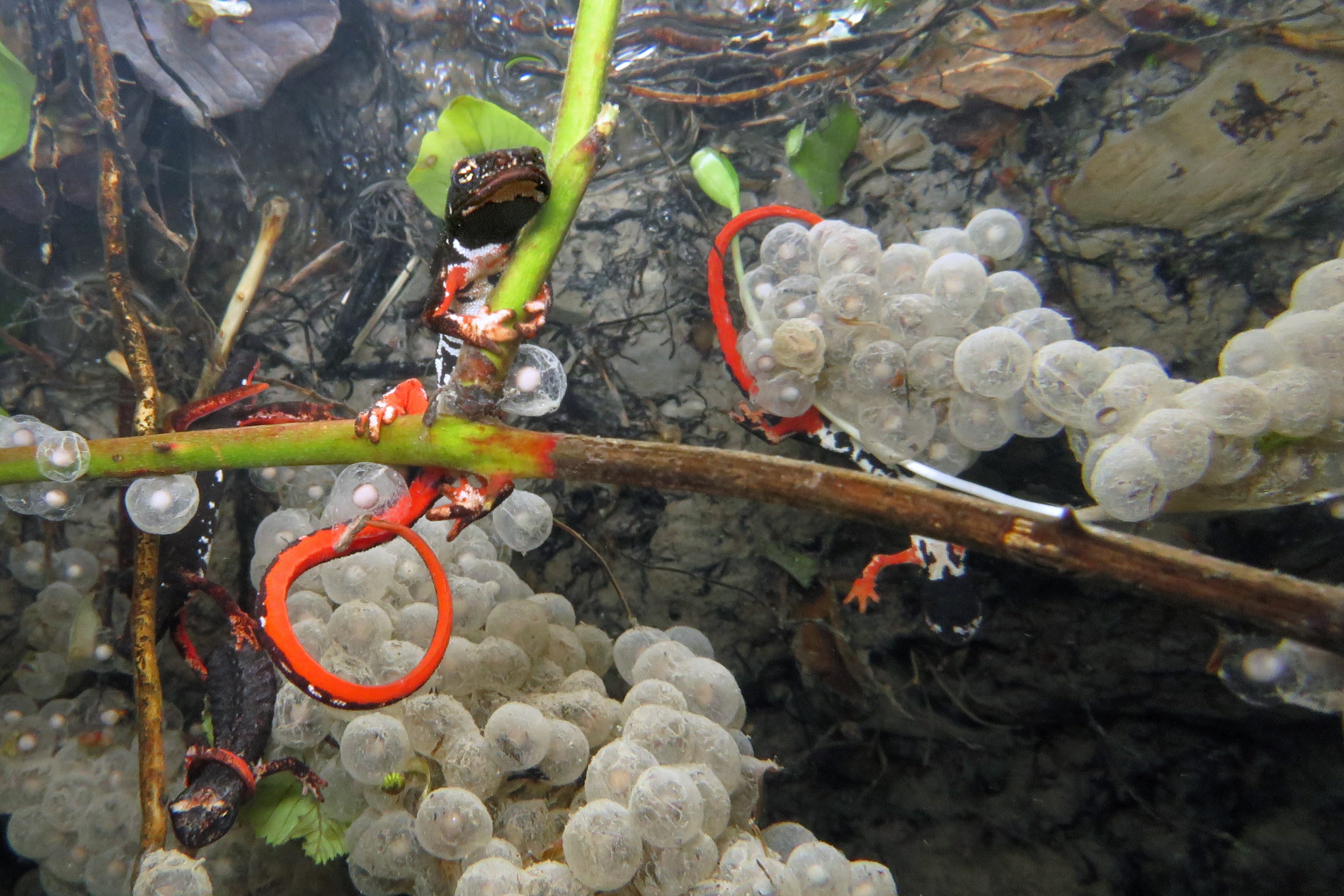 Thumbnail 4 Salamandrina perspicillata