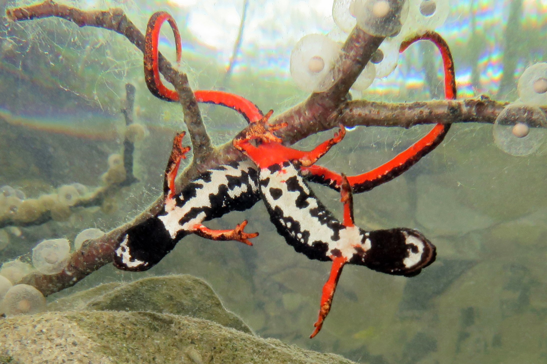 Thumbnail 5 Salamandrina perspicillata